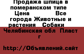 Продажа шпица в померанском типе › Цена ­ 20 000 - Все города Животные и растения » Собаки   . Челябинская обл.,Пласт г.